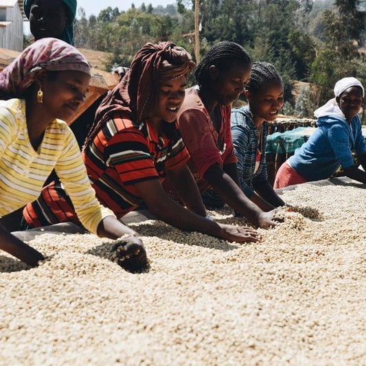 Celebrating Women in The Coffee Industry